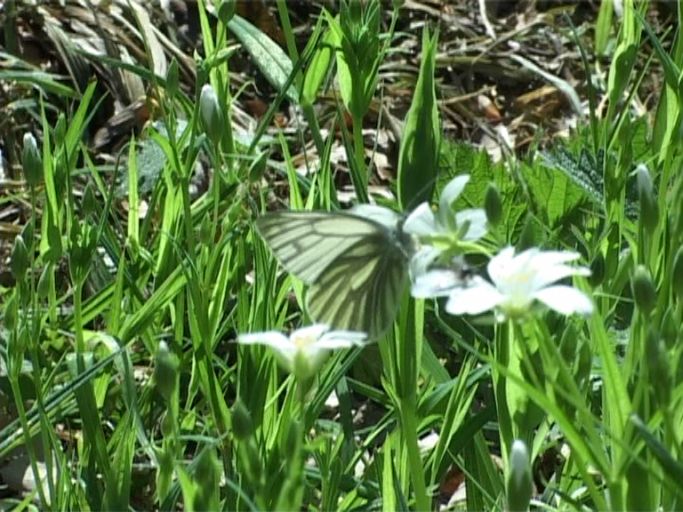 Grünader-Weißling ( Pieris napae ), Männchen, Flügelunterseite : Am Niederrhein, Biotop, 20.04.2004